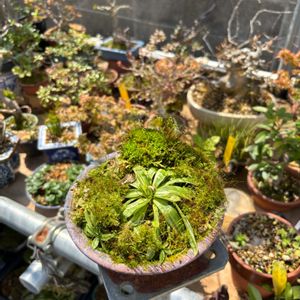 ショウジョウバカマ,コケ,盆栽,鉢植え,小品盆栽の画像