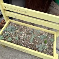 子持ち蓮華,多肉植物,ガーデニング,ベンチプランターの画像