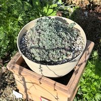 ミセバヤ,多肉植物,ガーデニングの画像