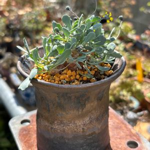 オトンナ,オトンナ・カカリオイデス,盆栽,多肉植物,鉢植えの画像