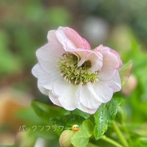 クリスマスローズ,ナチュラルガーデン,ジャンクガーデン,シェードガーデン,ナチュラルスタイルの画像