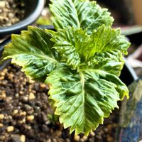 アジサイ,紫陽花が好き♡,春が待ち遠しい,紫陽花 友の会の画像