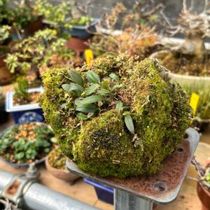 ミヤマムギラン,コケ,盆栽,多肉植物,鉢植えの画像