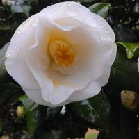 クリスマスローズ,スモモ,椿　白い椿,白い花が好きの画像