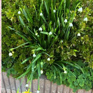 スノーフレーク(スズランスイセン),白い花,自宅のお花,フェンスの画像