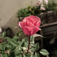 お花,花のある暮らし,ピンクのお花,植物のある暮らし,ありがとう♡の画像