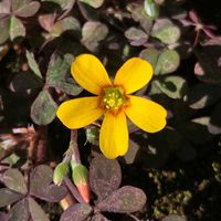 カタバミの画像