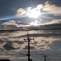 ユスラウメ,黄梅,椿の画像