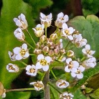 ナズナ,ナズナ,カシミアバイオレット,カシミアバイオレット,シャネルの画像