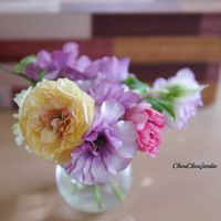 ラナンキュラス,ラナンキュラス　ラックス,切り花,フラワーアレンジメント,ベランダガーデンの画像