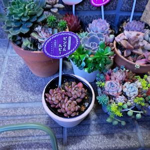 階段/廊下の画像