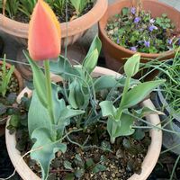 アジュガ,アリウム,チューリップ,寄せ植え,鉢植えの画像