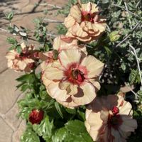 ラナンキュラス　ランドセルシリーズ,球根,お花,おうち園芸,玄関アプローチの画像