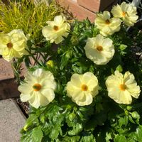 ラナンキュラス　ラックス,ラナンキュラスラックス ハリオス,お花,おうち園芸,玄関アプローチの画像