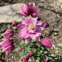 宿根草,西洋オダマキ　クレメンタイン,お花,おうち園芸,庭の画像