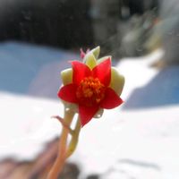 月美人,ハオルチア,ハオルチア,センペル,パキフィツム 月美人の画像