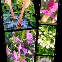 シロツメクサ,ツクシ,ナズナ,ホトケノザ,カラスノエンドウの画像