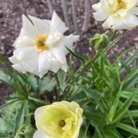 ラナンキュラス　ラックス,ラナンキュラスラックス グレーシス,球根,お花,おうち園芸の画像