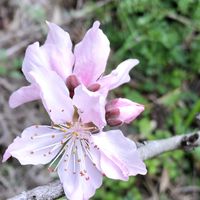 モモ,モモ,無農薬,家庭菜園の画像