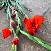 グラジオラスの画像