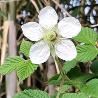 クサイチゴ,クサイチゴ,無農薬,家庭菜園の画像