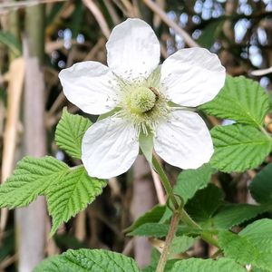 クサイチゴ,クサイチゴ,無農薬,家庭菜園の画像