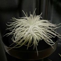 チランジア,チランジア テクトラム,チランジア・プルイノーサ “グァテマラ”,チランジア・プルイノーサ “グァテマラ”,エアプランツの画像