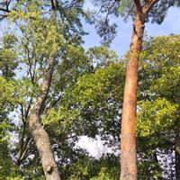 クロガネモチ,今日も元気で,キュンキュン乙女倶楽部,乙女ピンク,胴吹き桜の画像