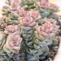 パステル,多肉植物,クラッスラ属,多肉植物の紅葉,斑入り好き♡の画像
