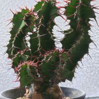 サボテン,ユーフォルビア,塊根植物,実生,トゲトゲの画像