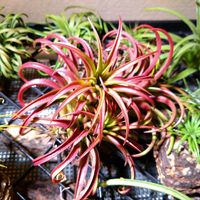 チランジア,エアプランツ,観葉植物,エアープランツ/チランジア,エアプランツ チランジアの画像