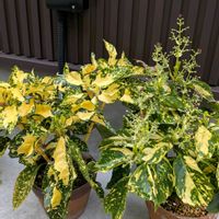 アオキ,満月,満月,雌花♀,雌花♀の画像