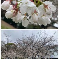 トサミズキ,サンシュユ(山茱萸),桜 神代曙,椿 （つばき）,桜 ソメイヨシノの画像