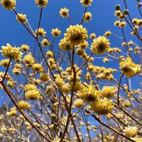 ミツマタ,山野草,落葉低木,山歩き,春の訪れの画像