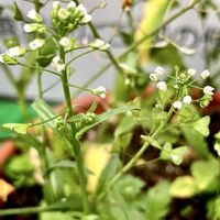 ナズナ,横浜イングリッシュガーデン,iPhone撮影,フルーツティー,チーム花が好き♡の画像