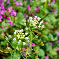 ナズナ,ルリシジミ蝶,ペンベングサ,野草,感謝の画像