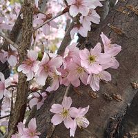 サクラ,サクラ,スイセン,スイセン,ツルニチニチソウの画像