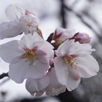 サクラ,ソメイヨシノ,東寺  金堂,京都,お寺の画像