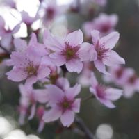 サクラ,マメザクラ,東寺  金堂,京都,落葉低木の画像