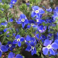 ベロニカ,ベロニカ-ケンブリッジブルー,ベロニカ　ケンブリッジブルーの画像