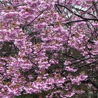 サクラ,サクラ,チューリップ,チューリップ,ヒヤシンスの画像