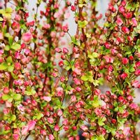 ミセバヤ,ミセバヤ,ユキヤナギ・フジノピンキー,可愛い❤,ユキヤナギ　フジノピンキーの画像