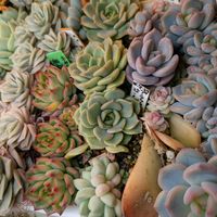 多肉植物,葉挿し,多肉寄せ植え,実生苗,実生っ子の画像