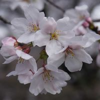 サクラ,ソメイヨシノ,東寺  金堂,京都,お寺の画像