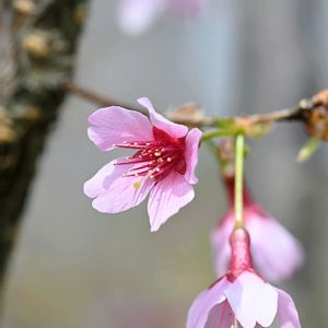 オカメザクラ,サクラ,サクラ,今日のお花の画像