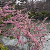 サクラ,サクラ,ゴヨウマツ,東寺  金堂,京都の画像