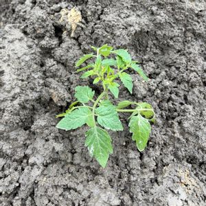 ミニトマト（アイコ）,ナス 千両二号,ミニトマト シュガーランプ,加賀節成きゅうり,三つ葉きゅうりの画像