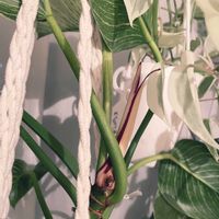 フィロデンドロン,フィロデンドロンバーキン,観葉植物,植物大好き,窓辺の画像