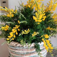 ヒメエニシダ,花桃の画像