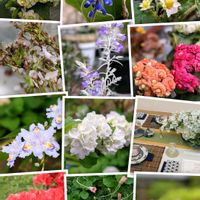 サクラ,イチゴの花,ハーブ,思い出,愛知県の画像